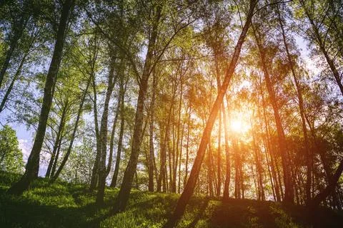 Sunlight filtering through the tall birch trees in a lush green forest, cre.. Stock Photos