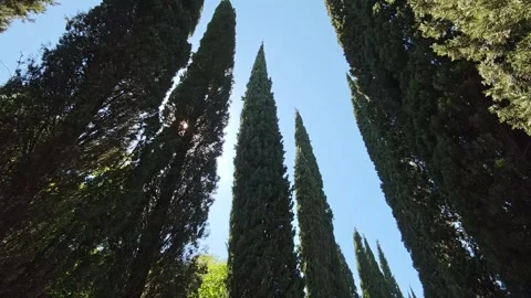 Sunlight filtering through tall cypress trees in forest Stock-Footage 310409134