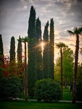 Sunlight filtering through tall cypress and palm trees in a lush garden Stock Photos