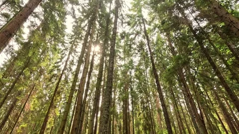 Sunlight filtering through tall forest trees from below Stock Footage 319378845