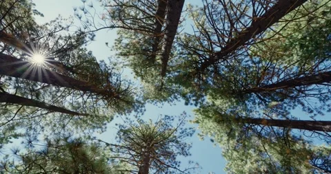 Sunlight Filtering Through Tall Forest Trees 스톡 동영상 323368684