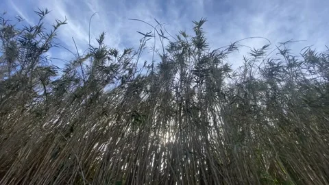 Sunlight Filtering Through Tall Grass Stock Footage 315036296
