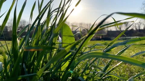 Sunlight filtering through tall green grass blades in a field at sunrise Stock Footage 331628559