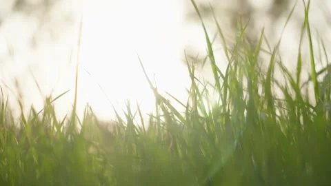 Sunlight Filtering Through Tall Green Grass Blades, Low Angle Close-up Vídeos de archivo 337411134