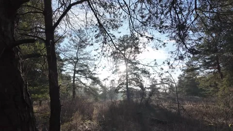 Sunlight filtering through tall pine trees in a quiet forest, casting long .. Stock Footage 324958185