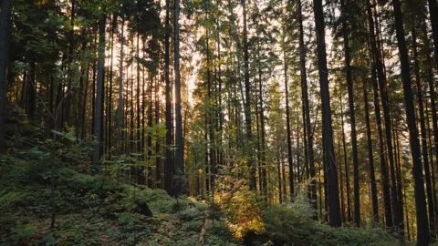 Sunlight filtering through tall pine trees in a dense forest with green und.. Vídeos de archivo 334765688