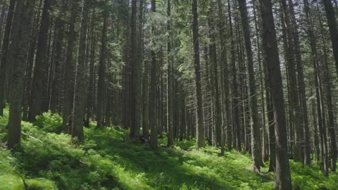 Sunlight Filtering Through Tall Pine Trees in Green Summer Forest Stock Footage 341955846