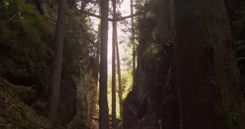 Sunlight Filtering Through Tall Pine Trees In Bohemian Paradise Czech Republic Vídeo Stock 345104937