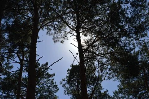 Sunlight filtering through tall pine trees during mid-afternoon in a tranquil Stock Photos