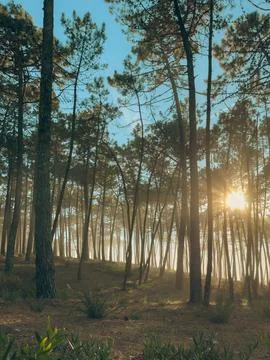 Sunlight filtering through tall pine trees in the lush green forest of Mace.. Stock Photos