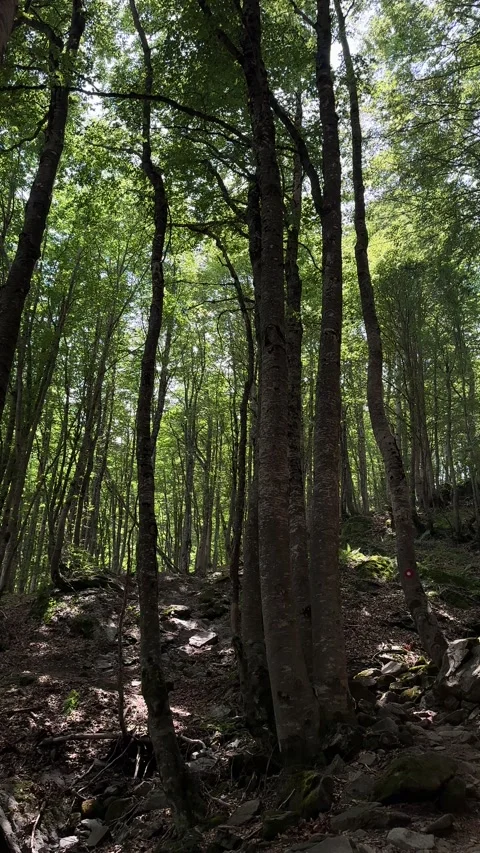 Sunlight filtering through tall trees in a dense forest Stock Footage 288027462