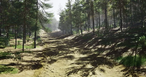 Sunlight filtering through tall trees in a tranquil forest path Vídeos de archivo 318417912