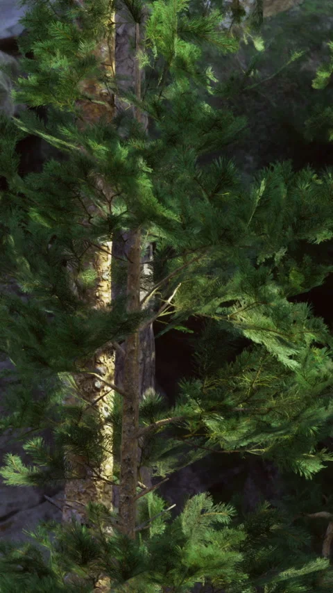 Sunlight filtering through tall trees in a rocky forest landscape 스톡 동영상 321682559