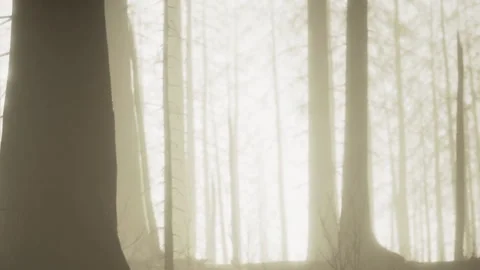 Sunlight filtering through tall trees in a forest at dawn Stock Footage 345060061