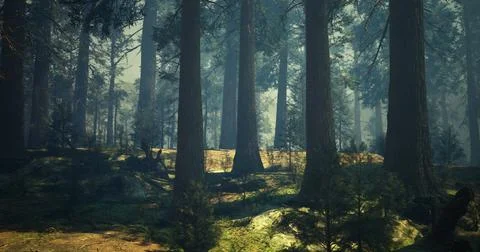Sunlight filtering through tall trees in a tranquil forest setting Ilustração Stock