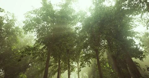 Sunlight filtering through tall trees in a serene forest during the afternoon Ilustração Stock