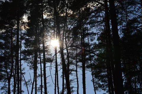Sunlight filtering through tall trees in a serene forest setting during daytime Stock Photos