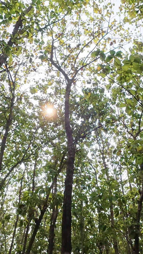 Sunlight filtering through tall tropical forest trees and dense green canopy Stock Footage 346740995