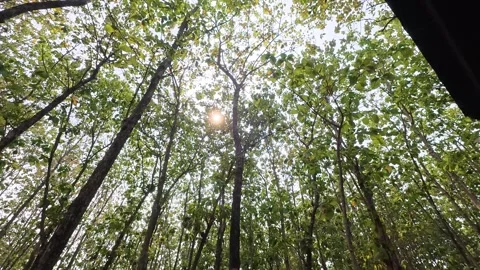 Sunlight filtering through tall tropical forest trees and dense green canopy Stock Footage 346741418