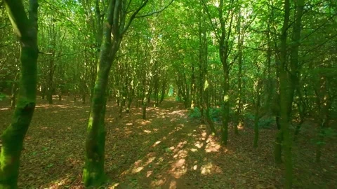 Sunlight filtering through thick green woodland trees in Ireland Stock Footage 340435310