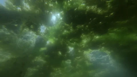 Sunlight filtering through thick layer of green algae (Spirogyra) underwater in Stock Footage 346907081