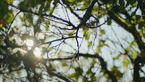 Sunlight filtering through tree branches with green leaves. Natural outdoor Stock Footage 297464319