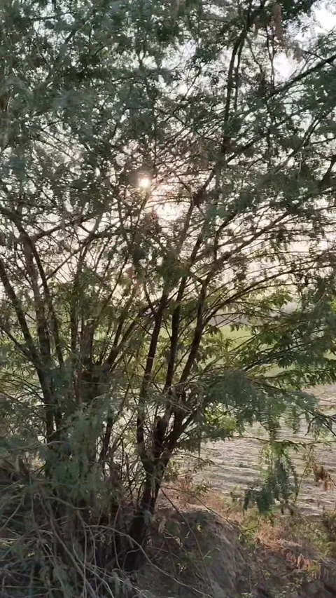 Sunlight Filtering Through Tree Branches in a Quiet Rural Landscape Stock Footage 322643230