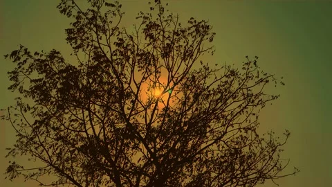 Sunlight Filtering Through Tree Branches at Sunset in Natural Landscape. Stock Footage 338220683