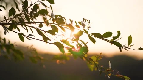 Sunlight Filtering Through Tree Branches During Golden Hour in a Forest Setting Stock Footage 342219656