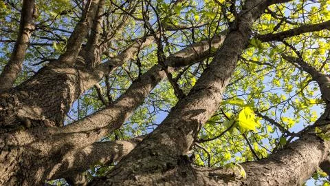Sunlight Filtering Through Tree Branches on a Spring Day Stock Photos