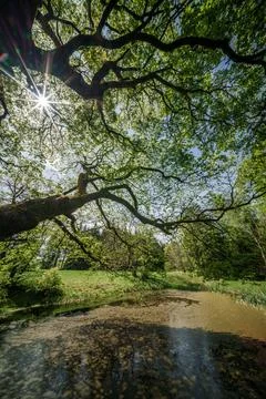 Sunlight filtering through tree branches in natural landscape, sustainability Stock Photos