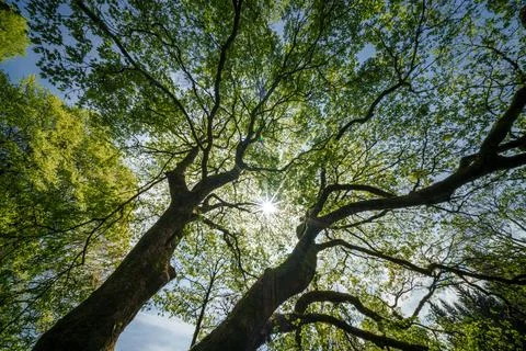 Sunlight filtering through tree branches in natural landscape, sustainability Stock Photos