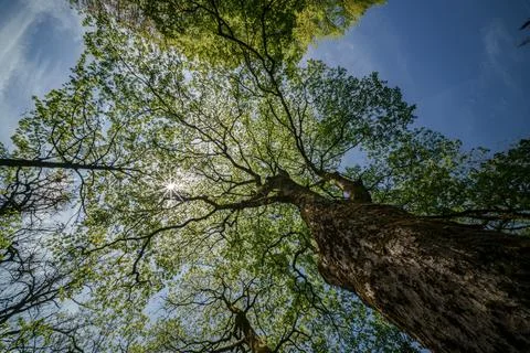 Sunlight filtering through tree branches in natural landscape, sustainability Stock Photos