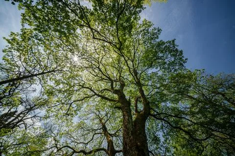 Sunlight filtering through tree branches in natural landscape, sustainability Stock Photos