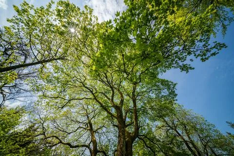 Sunlight filtering through tree branches in natural landscape, sustainability Stock Photos