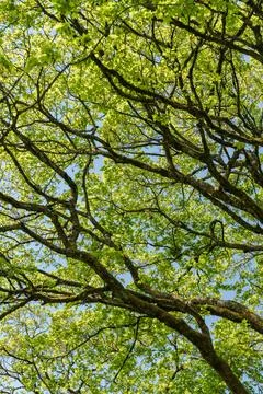 Sunlight filtering through tree branches in natural landscape, sustainability Foto stock