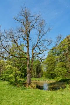 Sunlight filtering through tree branches in natural landscape, sustainability Stock Photos
