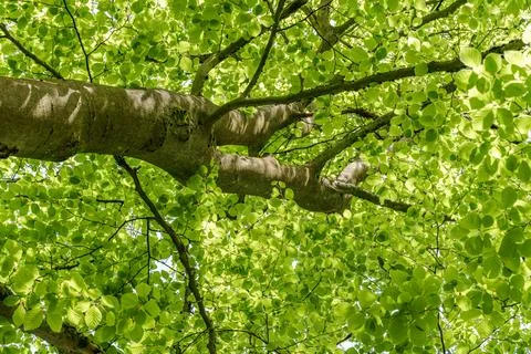 Sunlight filtering through tree branches onto groundcover vegetation Stock Photos