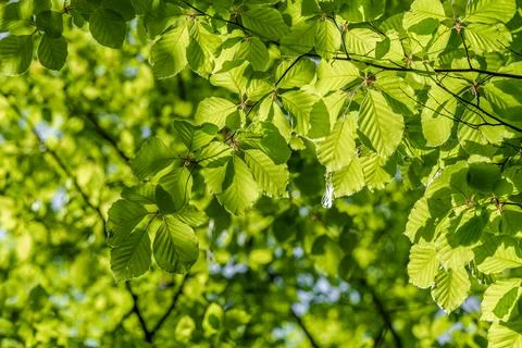 Sunlight filtering through tree branches onto groundcover vegetation Stock Photos
