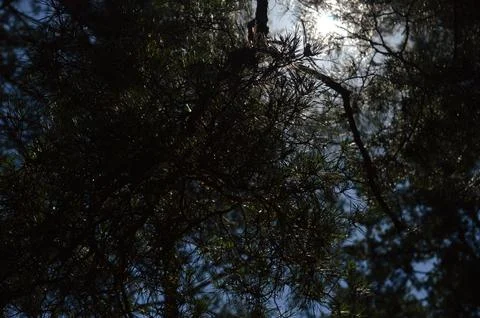 Sunlight filtering through tree branches creates a beautiful natural canopy in Stock Photos