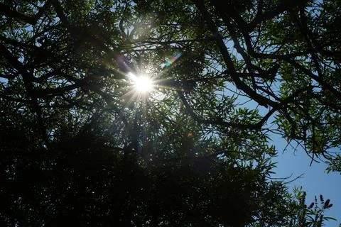 Sunlight Filtering Through Tree Branches in Forest Stock Photos