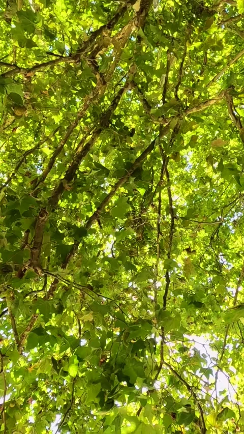 Sunlight Filtering Through Tree Canopy 库存影片 304649438