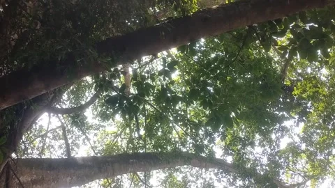 Sunlight Filtering Through Tree Canopy Stock Footage 332057840