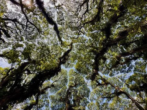 Sunlight Filtering Through Tree Canopy. De Djawatan Banyuwangi, Indonesia Photos