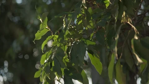 Sunlight Filtering Through Tree Leaves Swaying in a Gentle Breeze Stock Footage 317910113