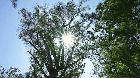 Sunlight Filtering Through Tree Leaves in Serene Nature Scene Stock Footage 329301475