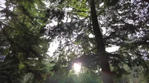 Sunlight filtering through tree tops Stock Footage 146143650