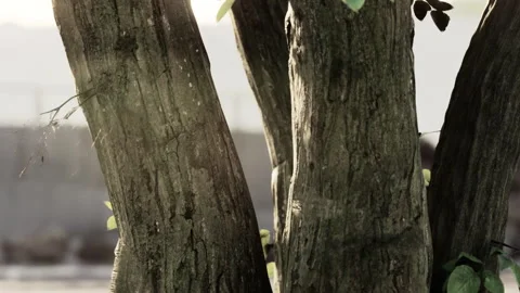 Sunlight Filtering Through Tree Trunks in a Serene Outdoor Setting Stock Footage 344822151