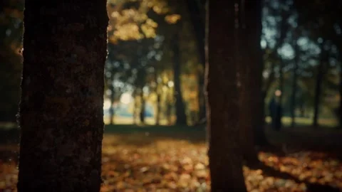 Sunlight filtering through trees in autumn forest Stock Footage 292788932