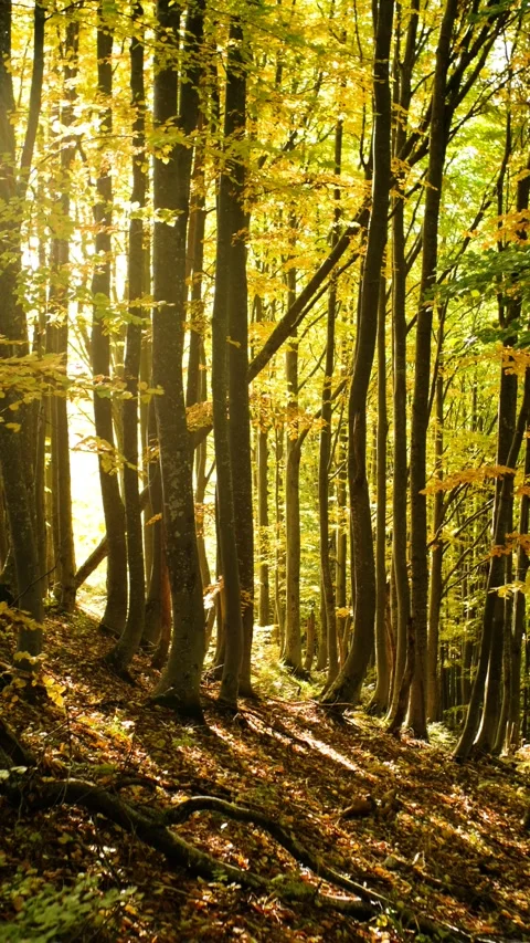 Sunlight Filtering Through the Trees in an Autumn Forest 스톡 동영상 293152472